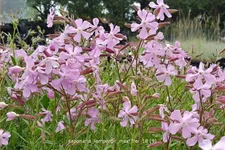 Saponaria x lempergii 'Max Frei'