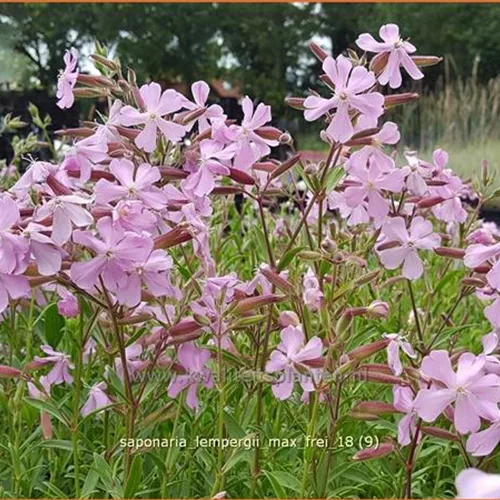 Saponaria x lempergii 'Max Frei'