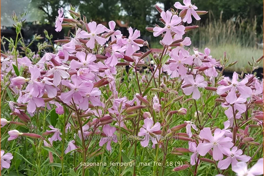 Saponaria x lempergii 'Max Frei'