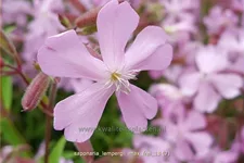 Saponaria x lempergii 'Max Frei'
