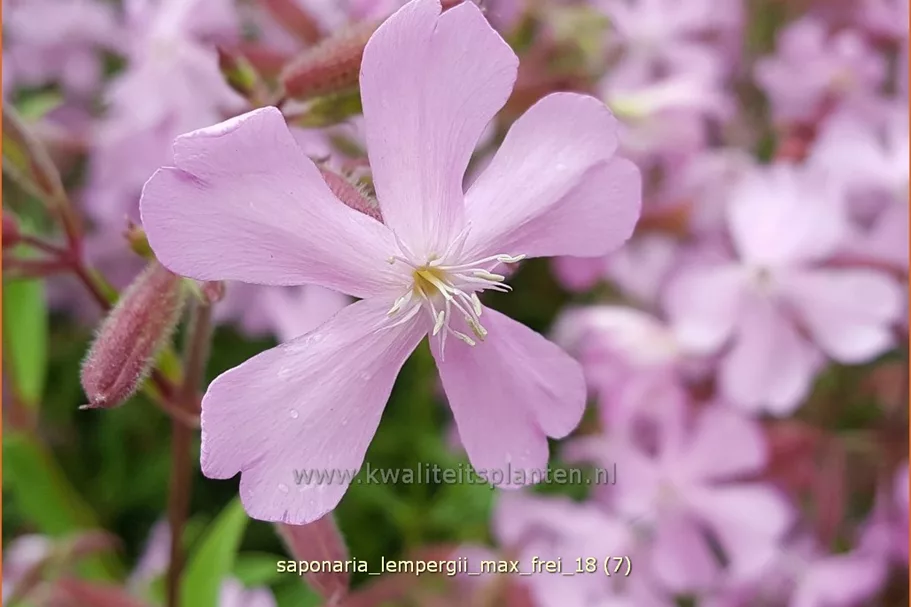 Saponaria x lempergii 'Max Frei'