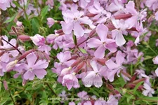 Saponaria x lempergii 'Max Frei'