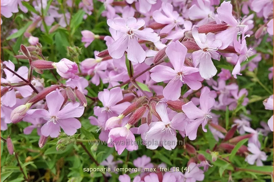 Saponaria x lempergii 'Max Frei'