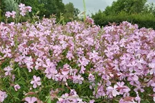 Saponaria x lempergii 'Max Frei'