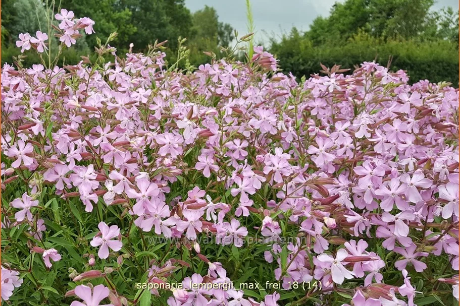Saponaria x lempergii 'Max Frei'