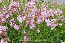 Saponaria x lempergii 'Max Frei'