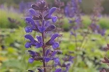 Salvia nemorosa 'Viola Klose'