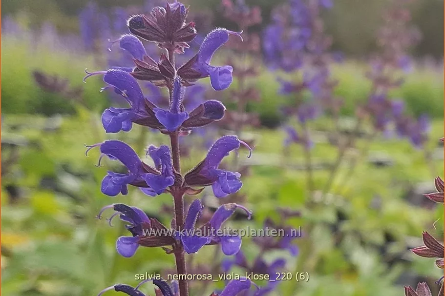 Salvia nemorosa 'Viola Klose'