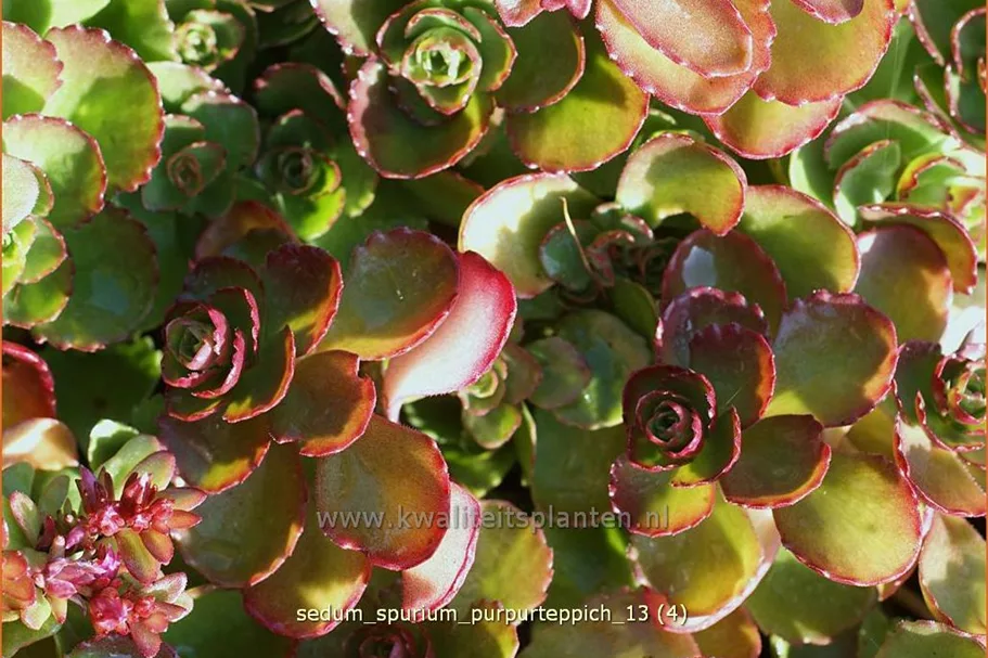 Sedum spurium 'Purpurteppich'
