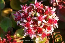 Sedum spurium 'Purpurteppich'