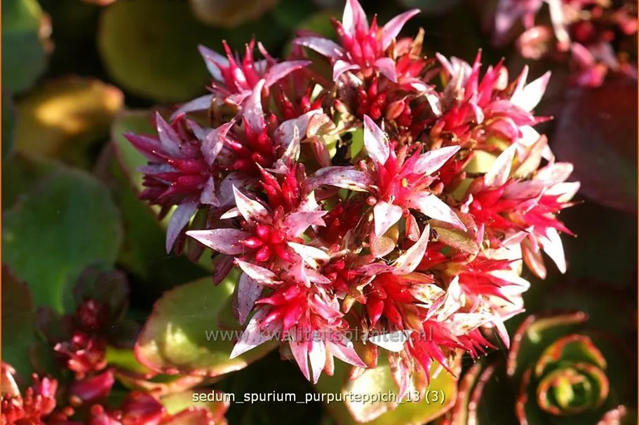 Sedum spurium 'Purpurteppich'
