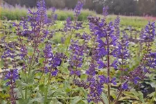 Salvia nemorosa 'Viola Klose'
