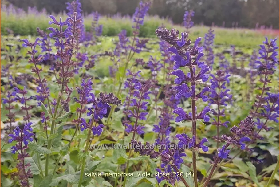 Salvia nemorosa 'Viola Klose'