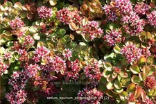 Sedum spurium 'Purpurteppich'