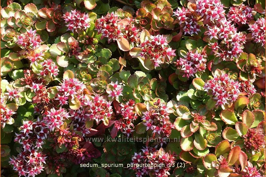 Sedum spurium 'Purpurteppich'