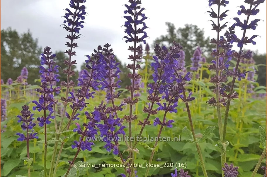 Salvia nemorosa 'Viola Klose'