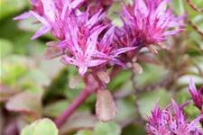 Sedum spurium 'Purpurteppich'