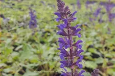 Salvia nemorosa 'Viola Klose'
