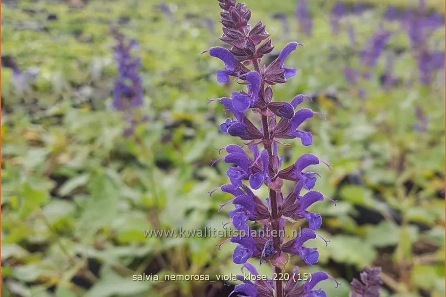 Salvia nemorosa 'Viola Klose'