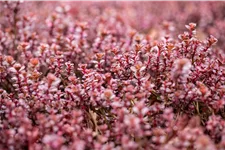 Sedum spurium 'Purpurteppich'