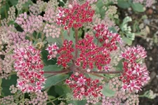 Sedum telephium 'Abbeydore'