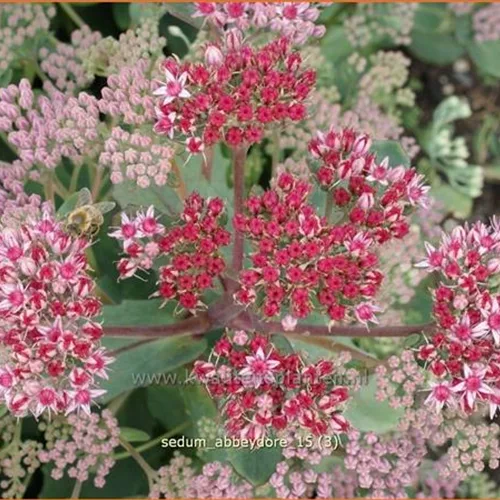 Sedum telephium 'Abbeydore'
