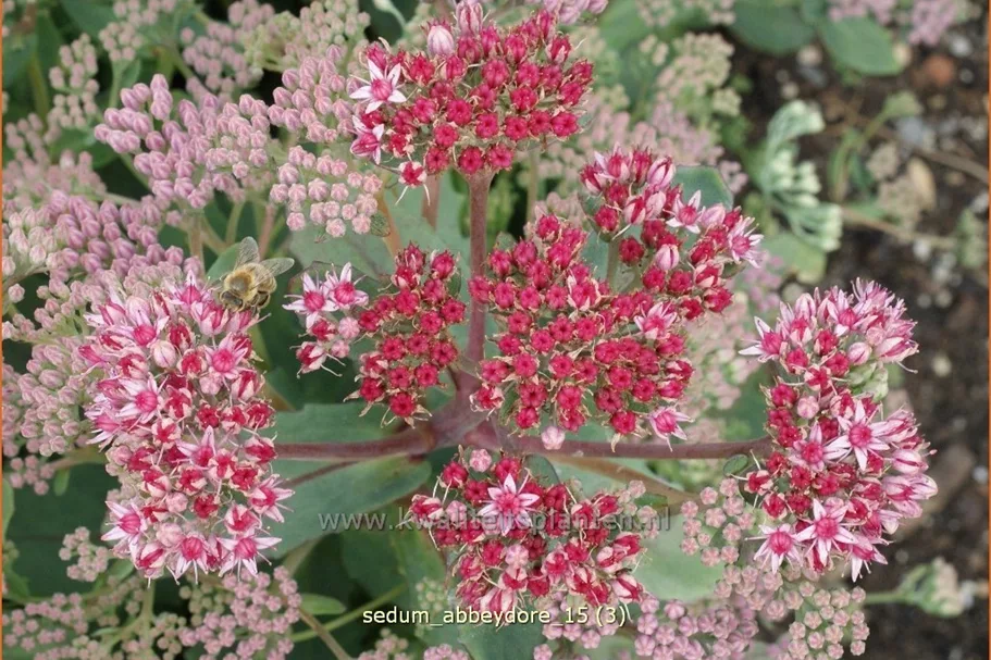 Sedum telephium 'Abbeydore'