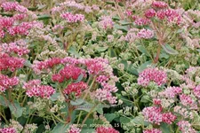 Sedum telephium 'Abbeydore'