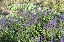 Salvia nemorosa 'Viola Klose'