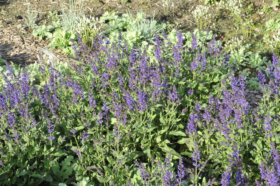 Salvia nemorosa 'Viola Klose'