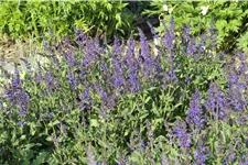Salvia nemorosa 'Viola Klose'