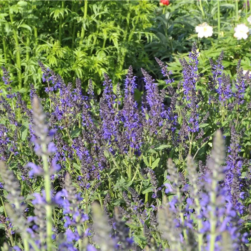 Salvia nemorosa 'Viola Klose'