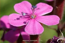 Saponaria ocymoides
