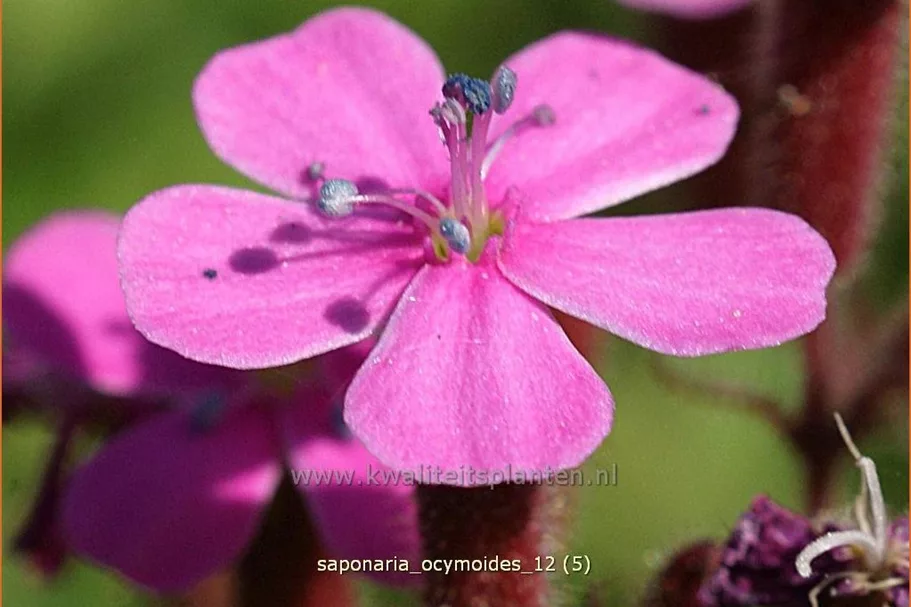 Saponaria ocymoides