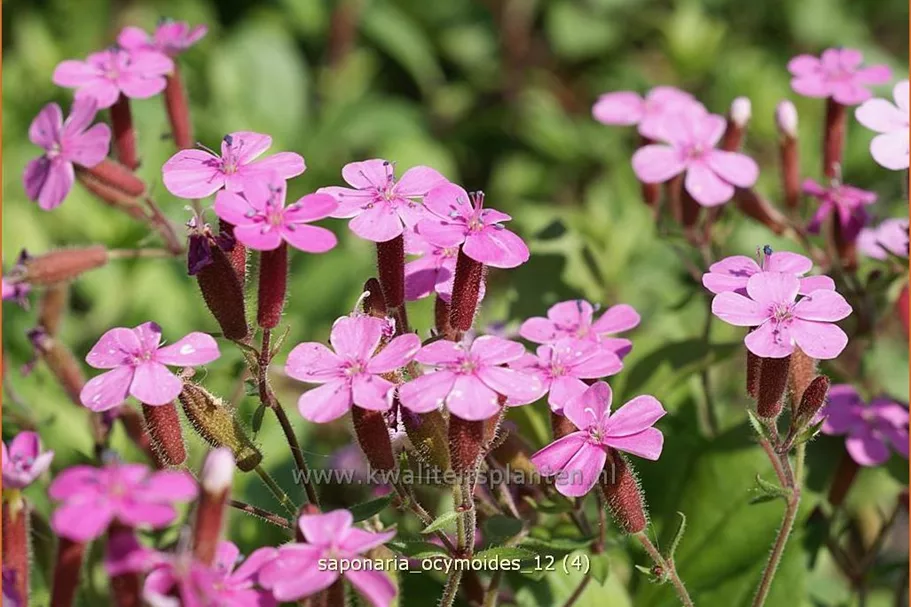 Saponaria ocymoides