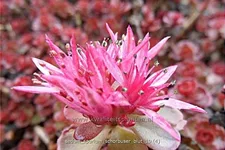Sedum spurium 'Schorbuser Blut'