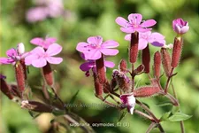 Saponaria ocymoides
