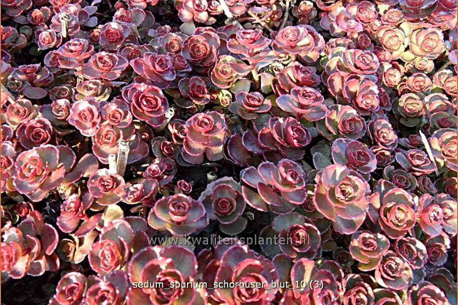 Sedum spurium 'Schorbuser Blut'