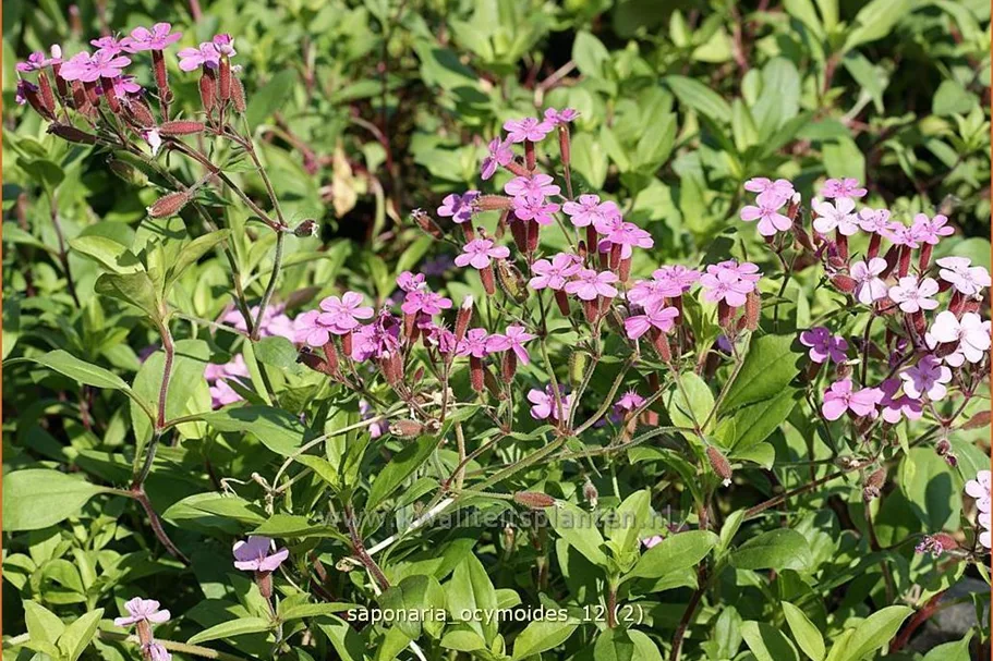 Saponaria ocymoides
