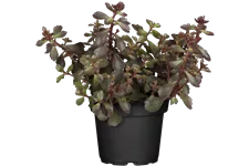 Sedum spurium 'Schorbuser Blut'