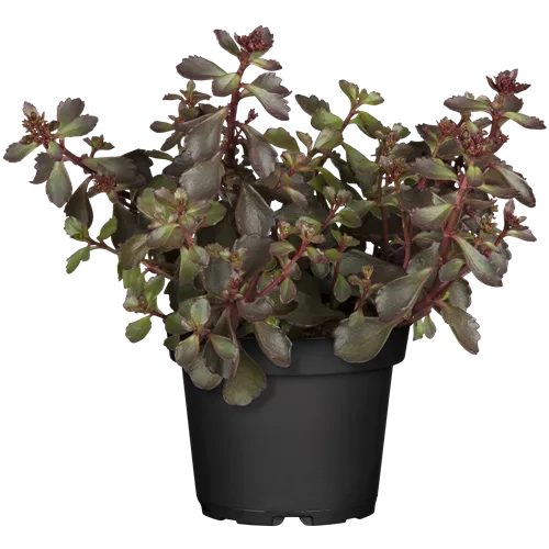 Sedum spurium 'Schorbuser Blut'