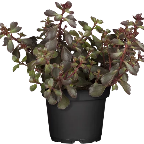 Sedum spurium 'Schorbuser Blut'