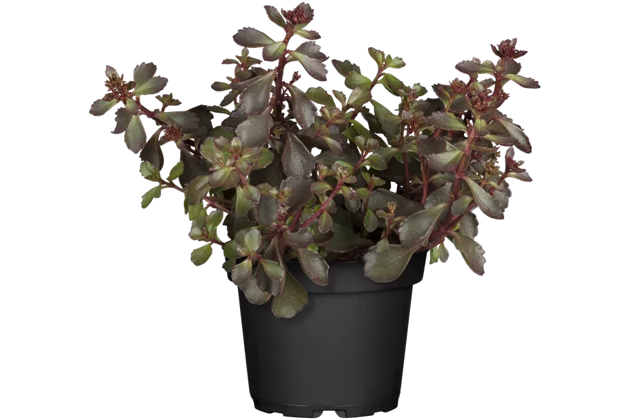 Sedum spurium 'Schorbuser Blut'
