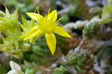 Sedum acre
