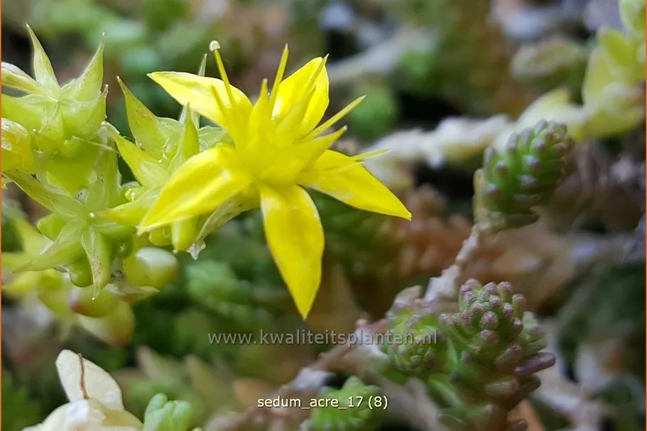 Sedum acre