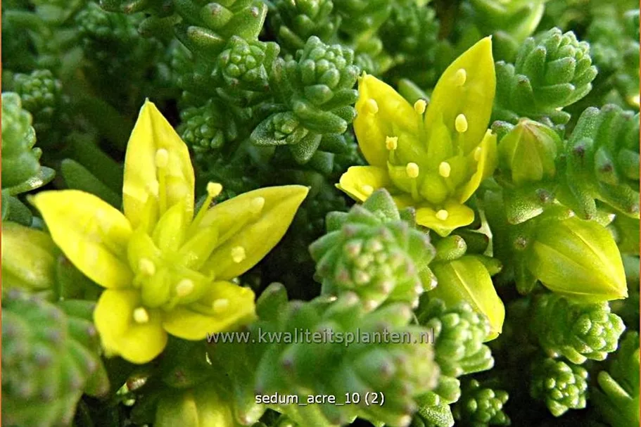 Sedum acre