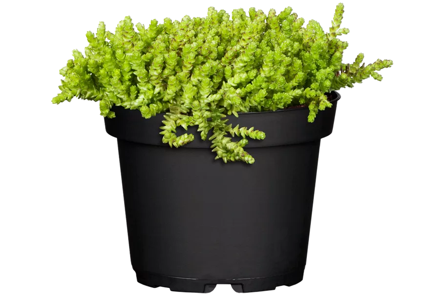 Sedum acre