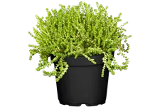 Sedum acre