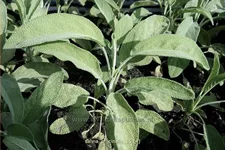Salvia officinalis