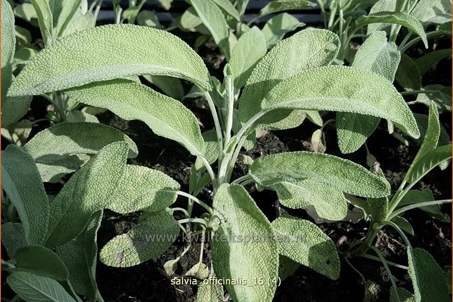 Salvia officinalis